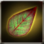 Red Leaf of Rafflesia