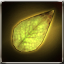 Yellow Leaf of Rafflesia